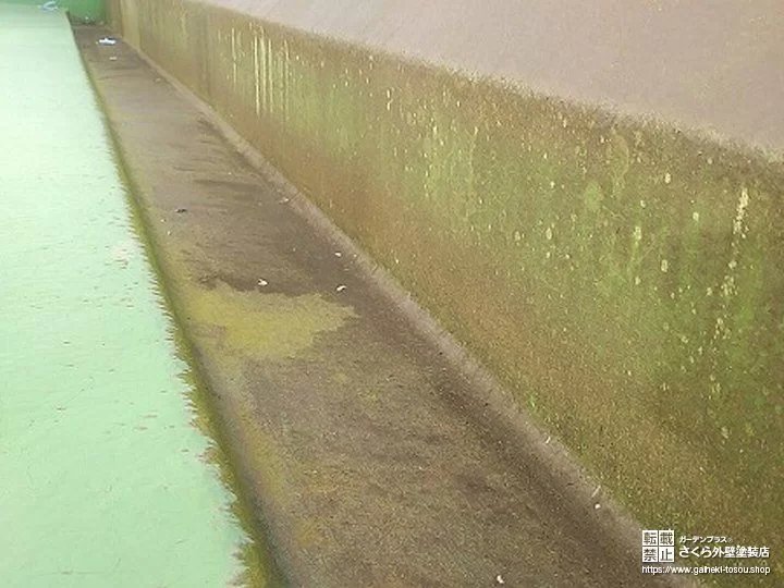 ベランダ立ち上がり壁と排水路に厚く付いた苔